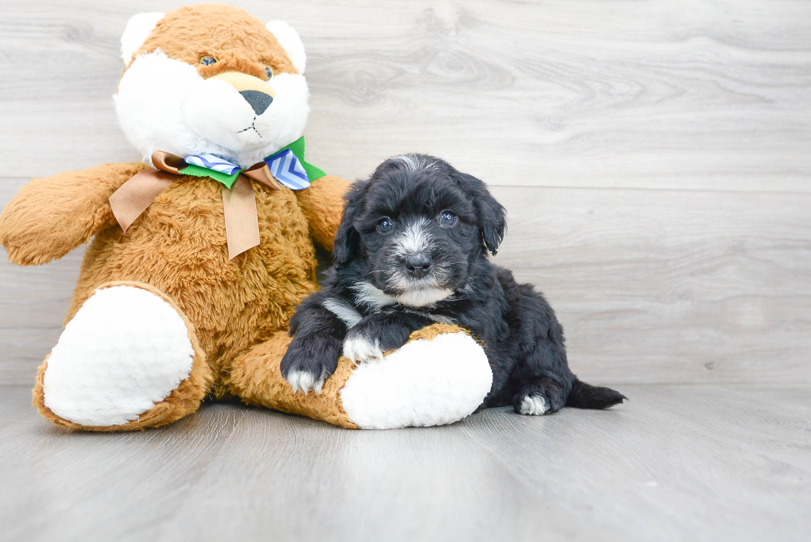 Popular Mini Sheepadoodle Poodle Mix Pup