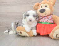 6 week old Mini Sheepadoodle Puppy For Sale - Premier Pups