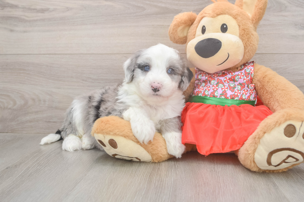 6 week old Mini Sheepadoodle Puppy For Sale - Premier Pups