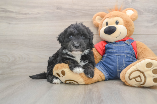 Mini Sheepadoodle Pup Being Cute