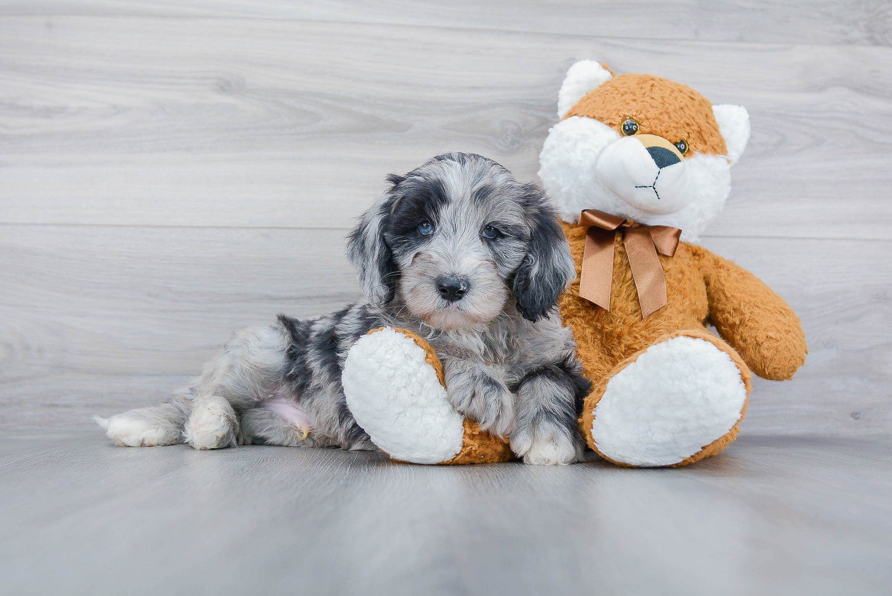 Mini Sheepadoodle Puppy for Adoption