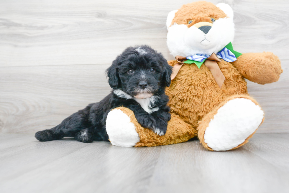 Funny Mini Sheepadoodle Poodle Mix Pup