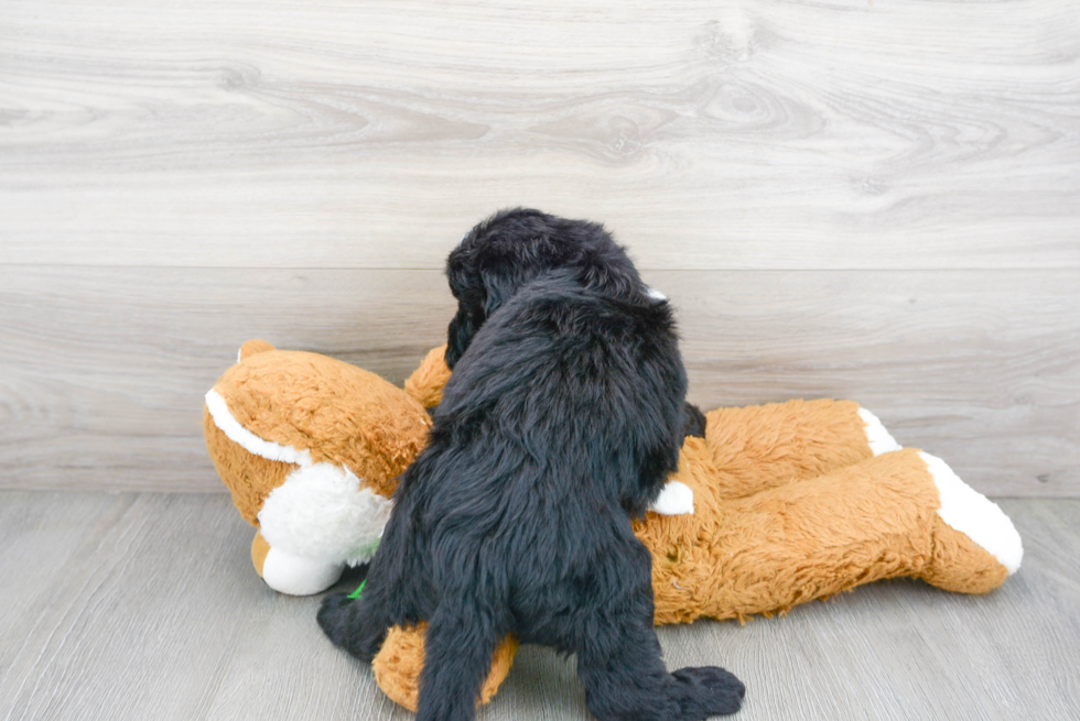 Playful Sheep Dog Poodle Mix Puppy