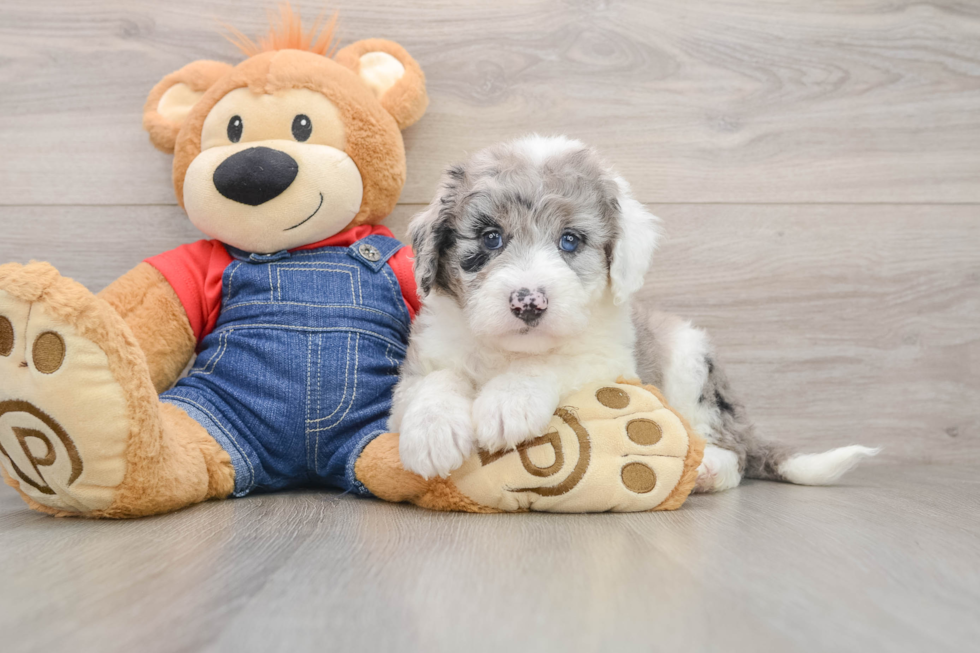 Sweet Mini Sheepadoodle Baby