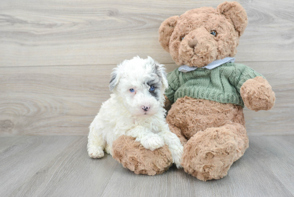 Best Mini Sheepadoodle Baby