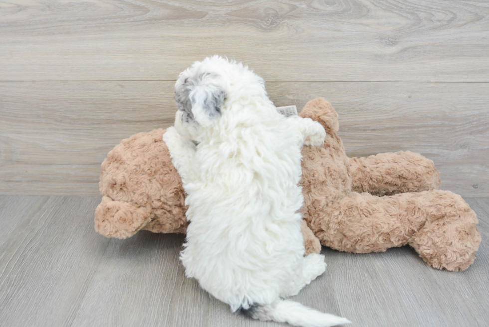 Mini Sheepadoodle Puppy for Adoption