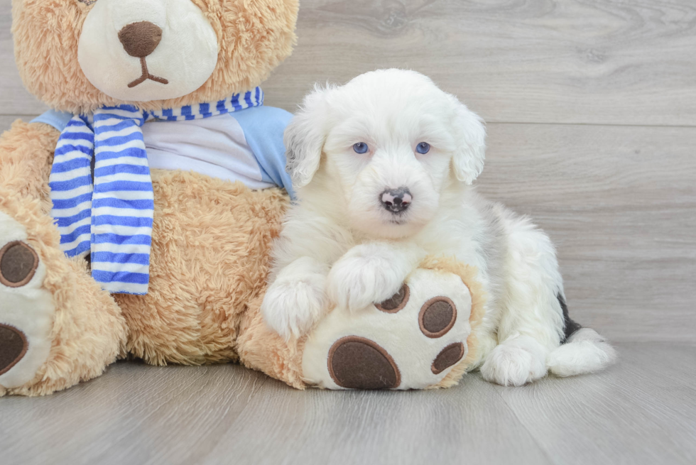 Fluffy Mini Sheepadoodle Poodle Mix Pup