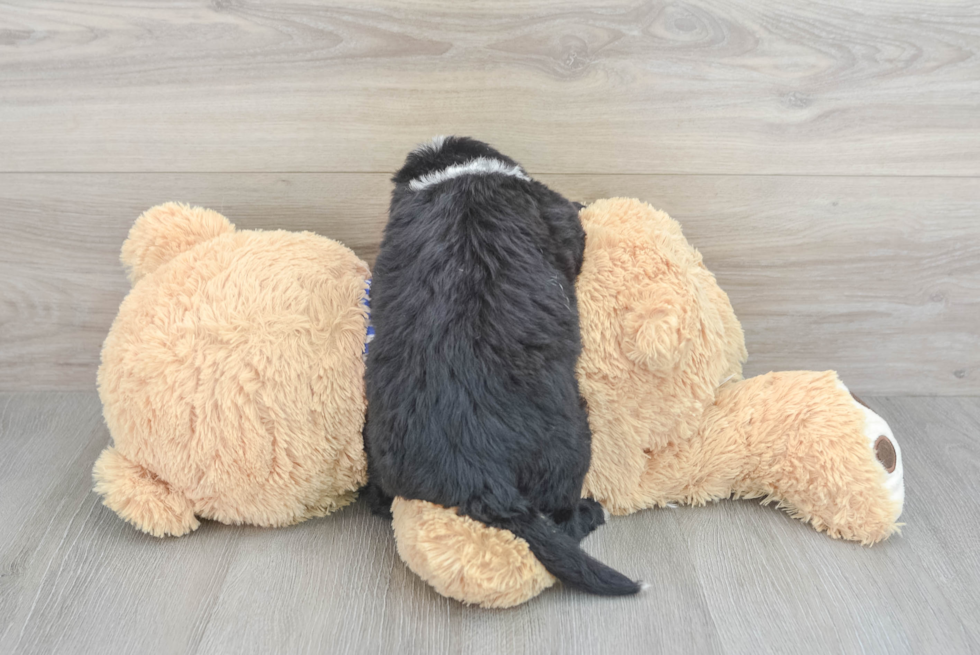 Energetic Sheep Dog Poodle Mix Puppy