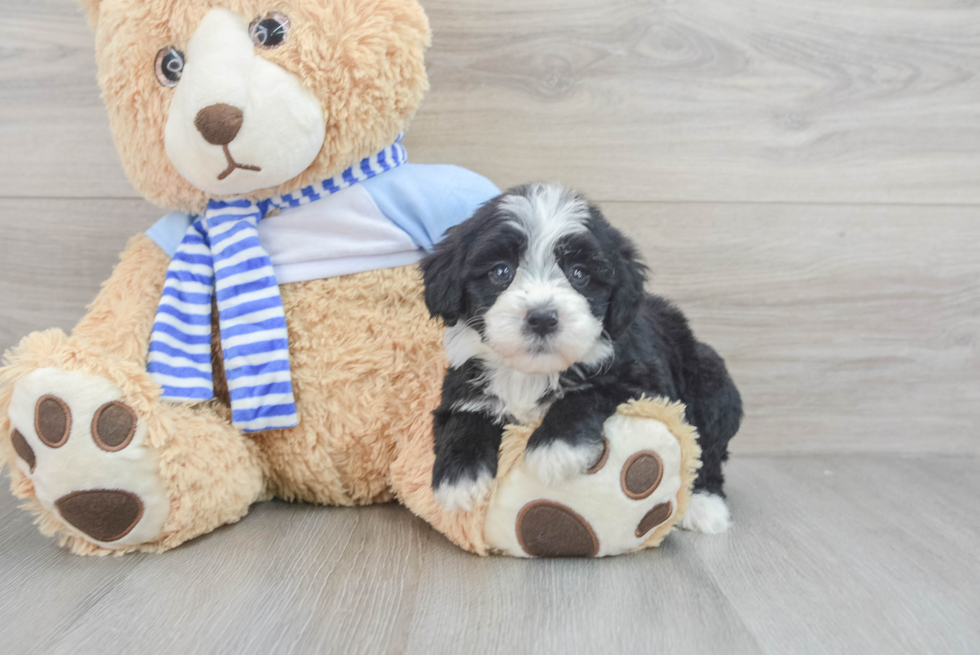 Fluffy Mini Sheepadoodle Poodle Mix Pup