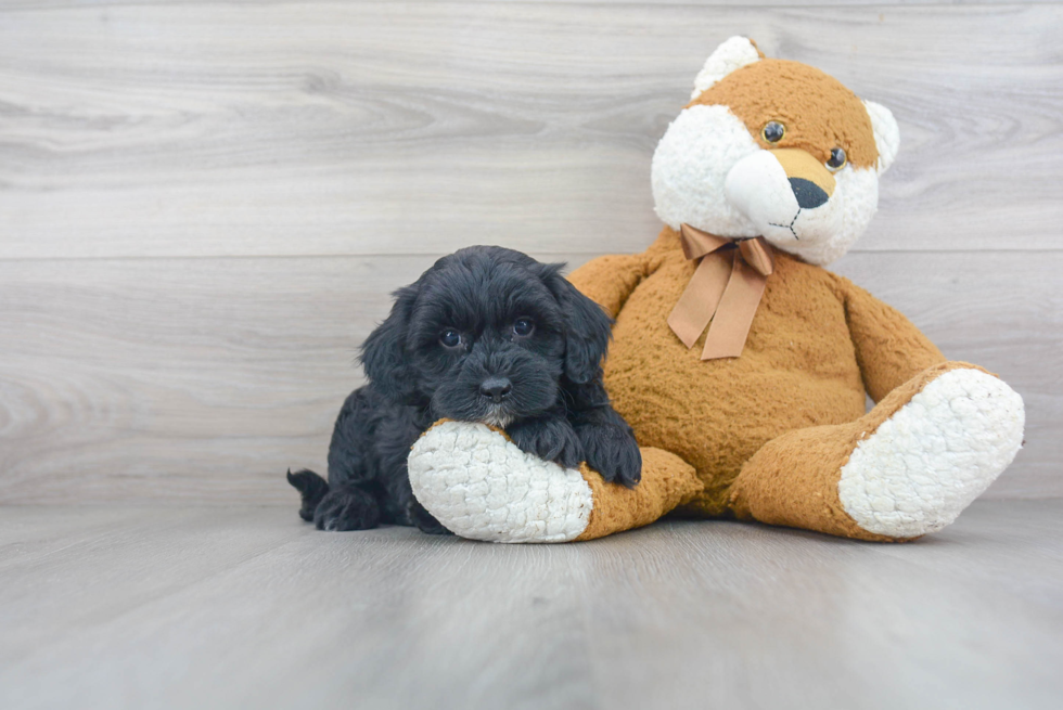 Little Sheep Dog Poodle Mix Puppy