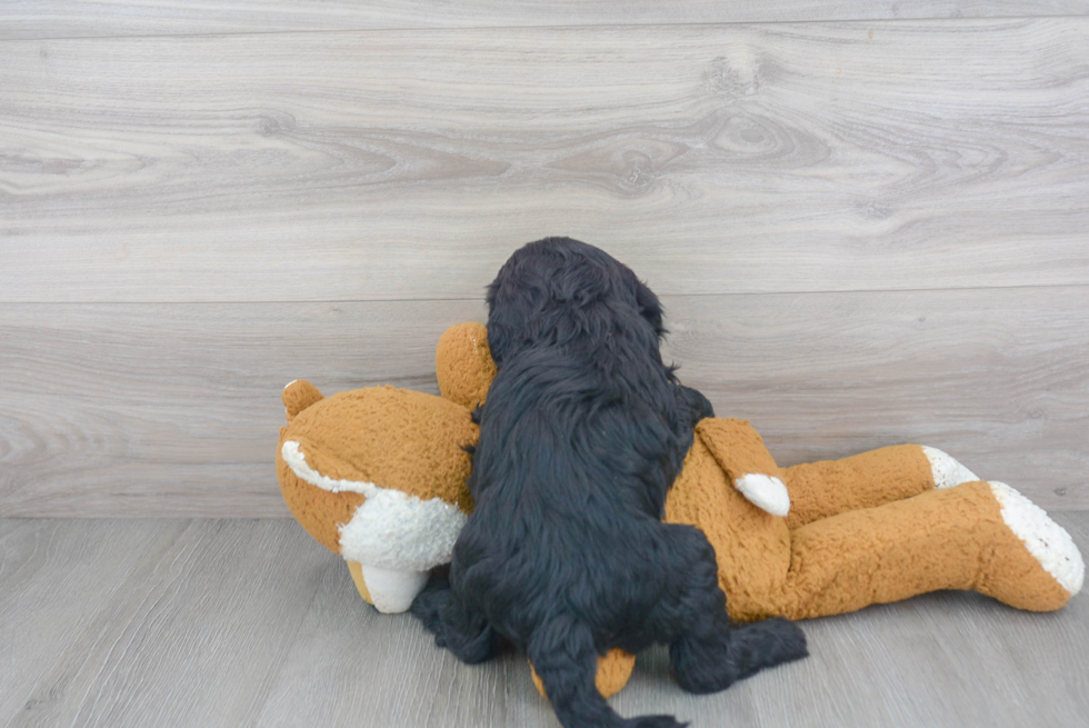 Fluffy Mini Sheepadoodle Poodle Mix Pup