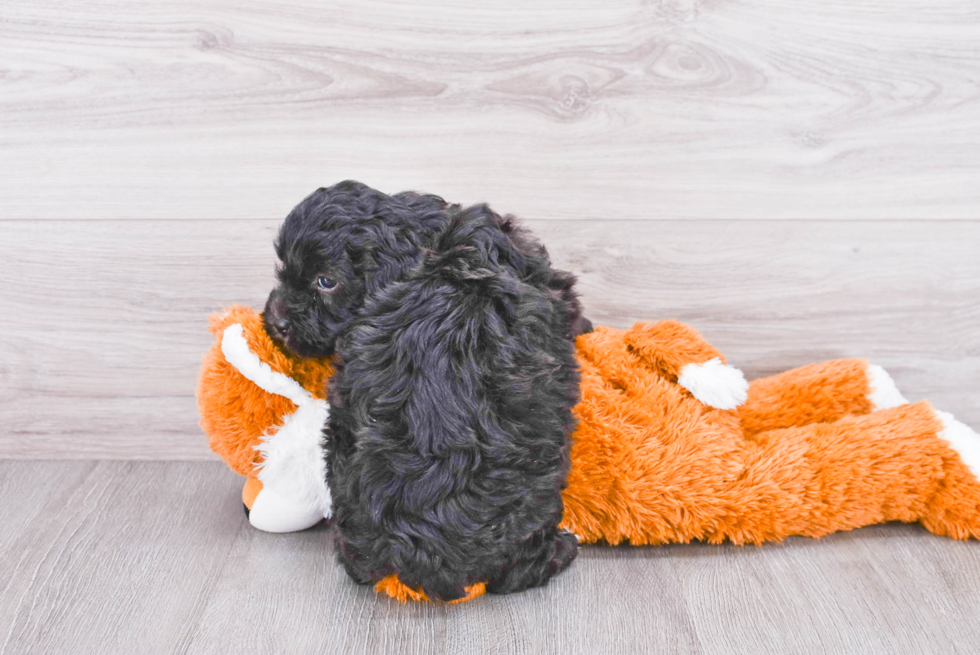 Little Sheep Dog Poodle Mix Puppy