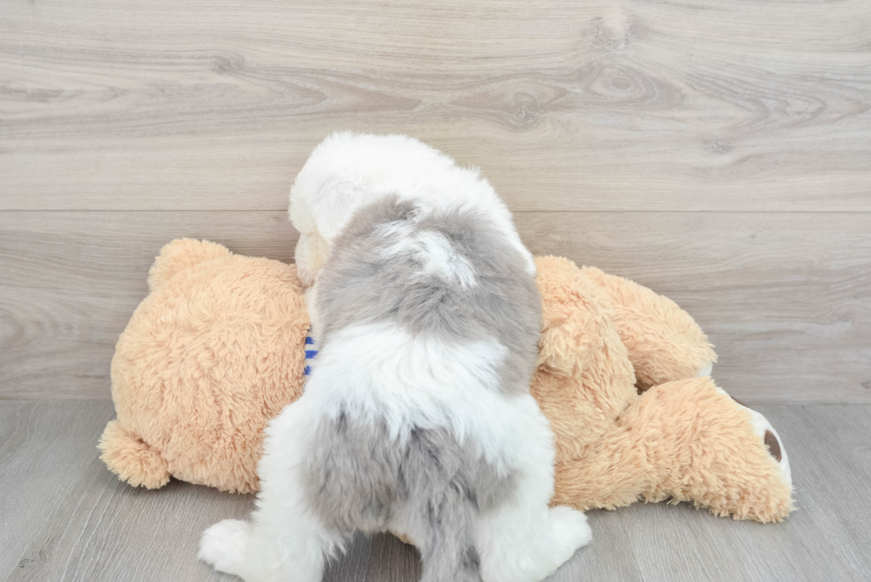 Mini Sheepadoodle Pup Being Cute