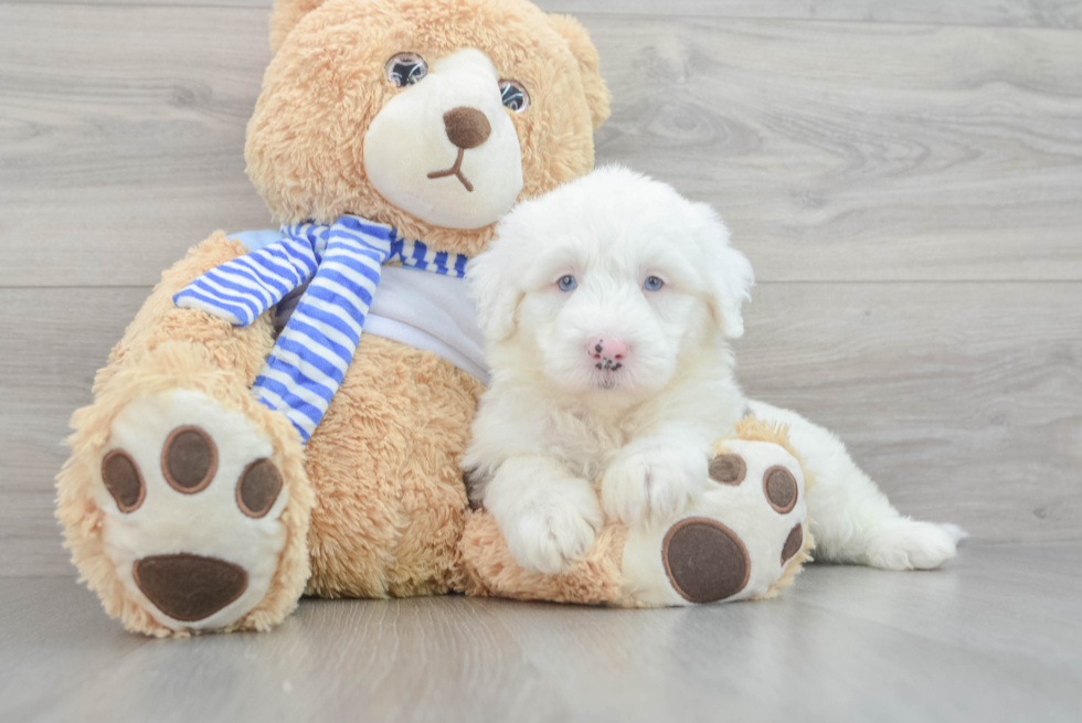 Friendly Mini Sheepadoodle Baby
