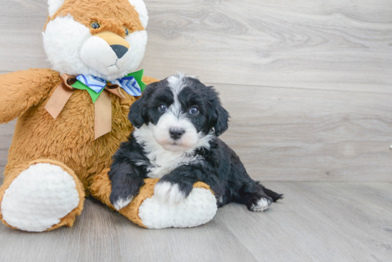 Popular Mini Sheepadoodle Poodle Mix Pup