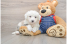 Mini Sheepadoodle Pup Being Cute