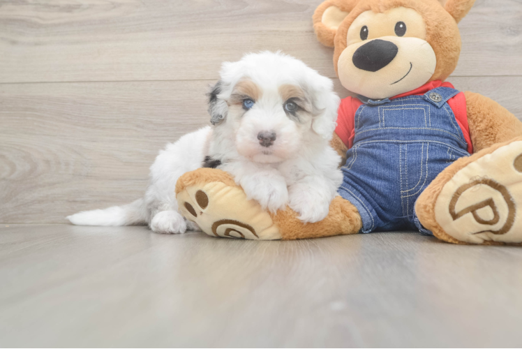 Hypoallergenic Sheep a Poo Poodle Mix Puppy