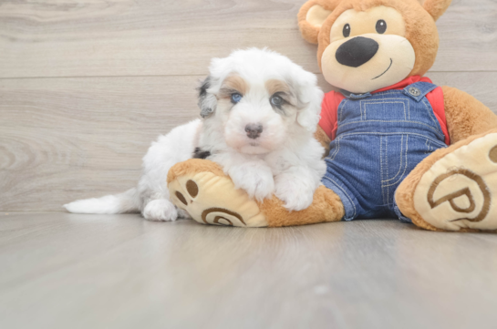 Hypoallergenic Sheep a Poo Poodle Mix Puppy