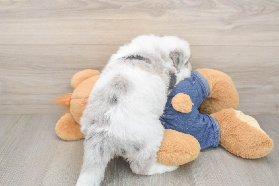 Mini Sheepadoodle Pup Being Cute