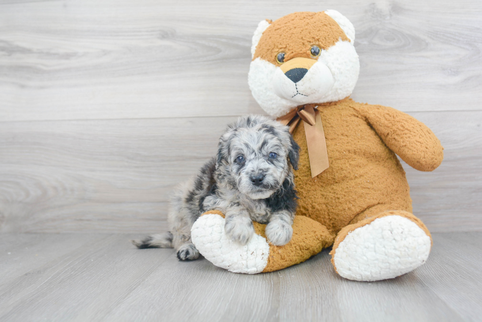 Small Mini Sheepadoodle Baby