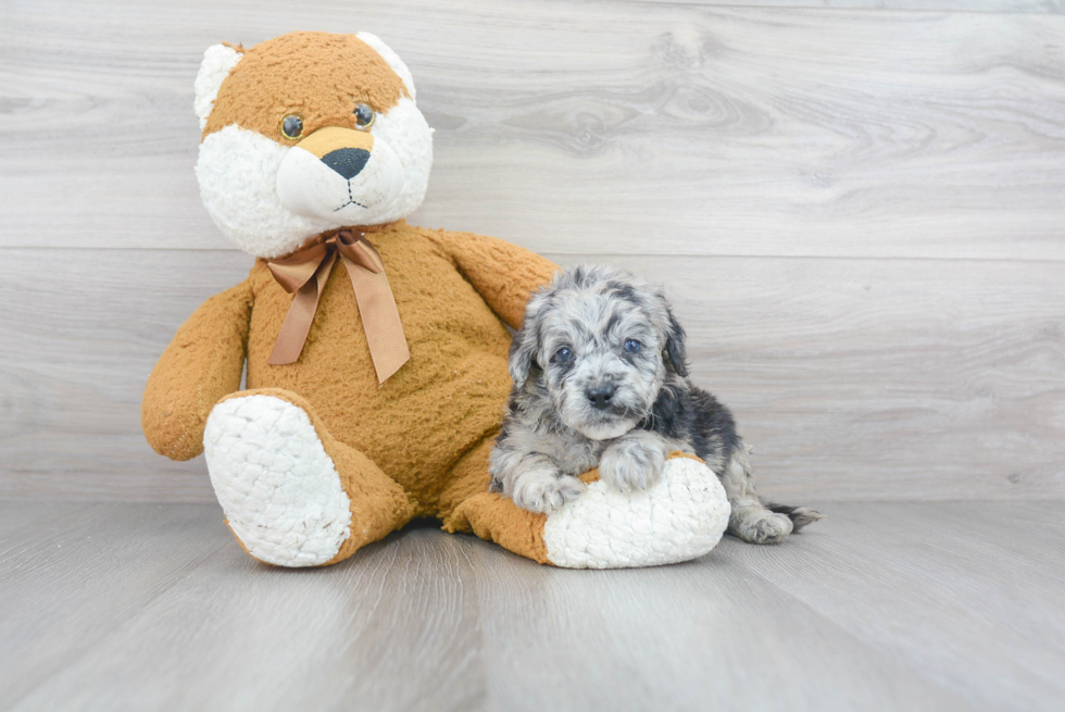 Best Mini Sheepadoodle Baby
