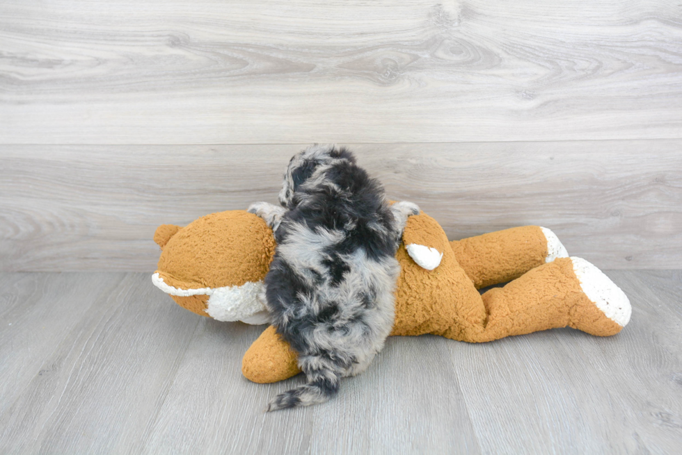 Smart Mini Sheepadoodle Poodle Mix Pup