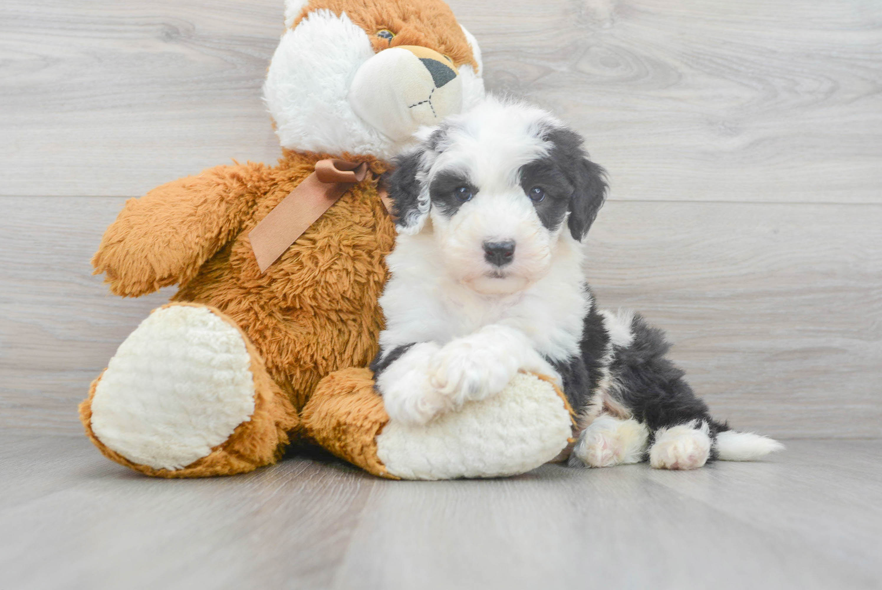 Little Sheep Dog Poodle Mix Puppy