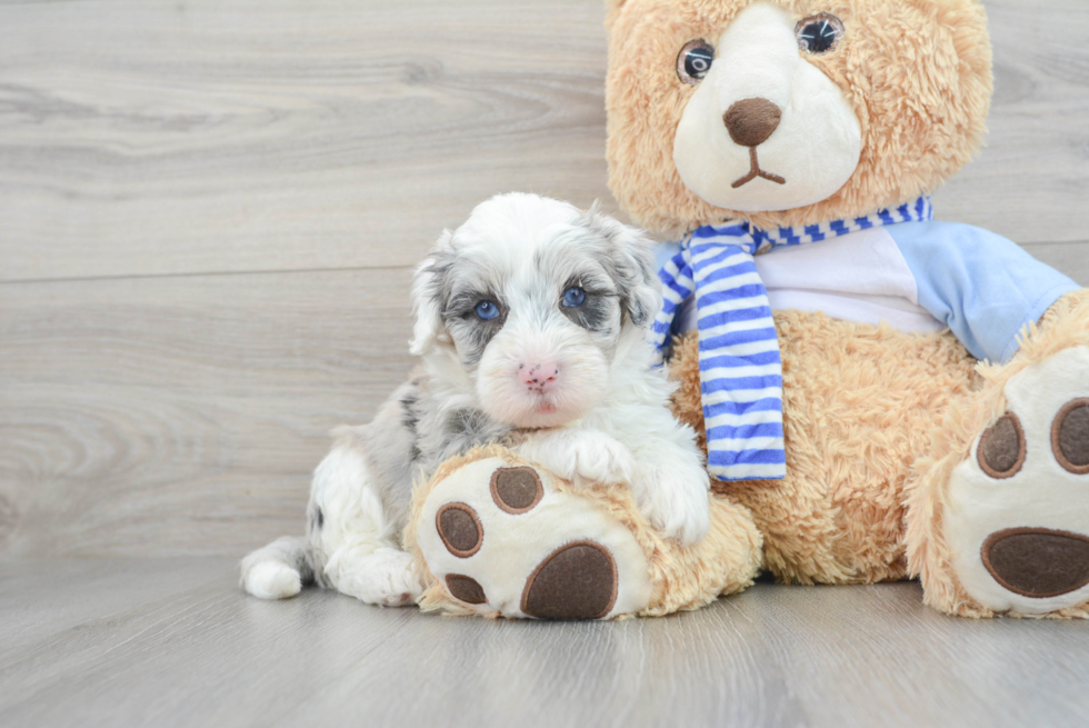 Smart Mini Sheepadoodle Poodle Mix Pup