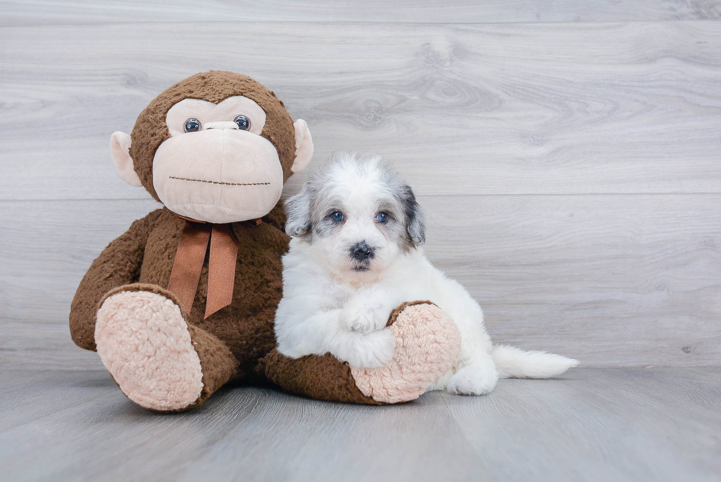 Mini Sheepadoodle Puppy for Adoption