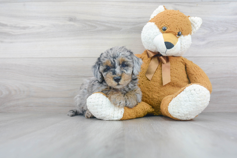Mini Sheepadoodle Puppy for Adoption