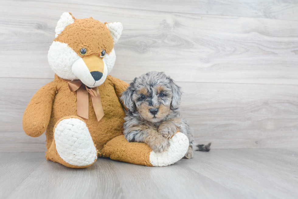 Happy Mini Sheepadoodle Baby