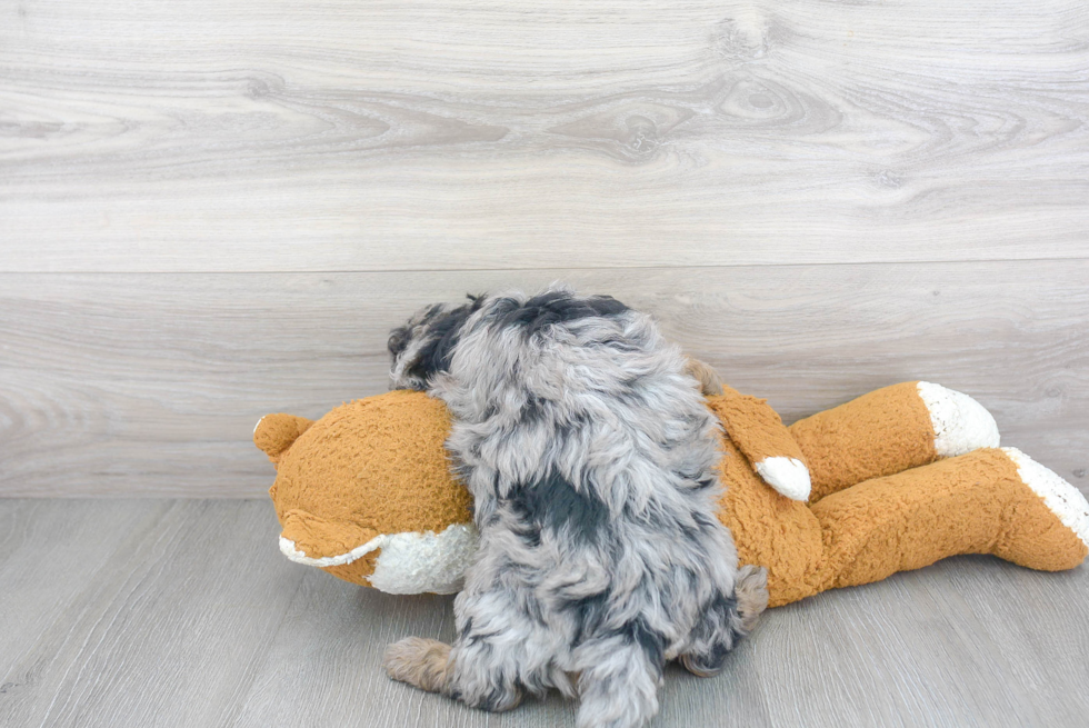 Petite Mini Sheepadoodle Poodle Mix Pup