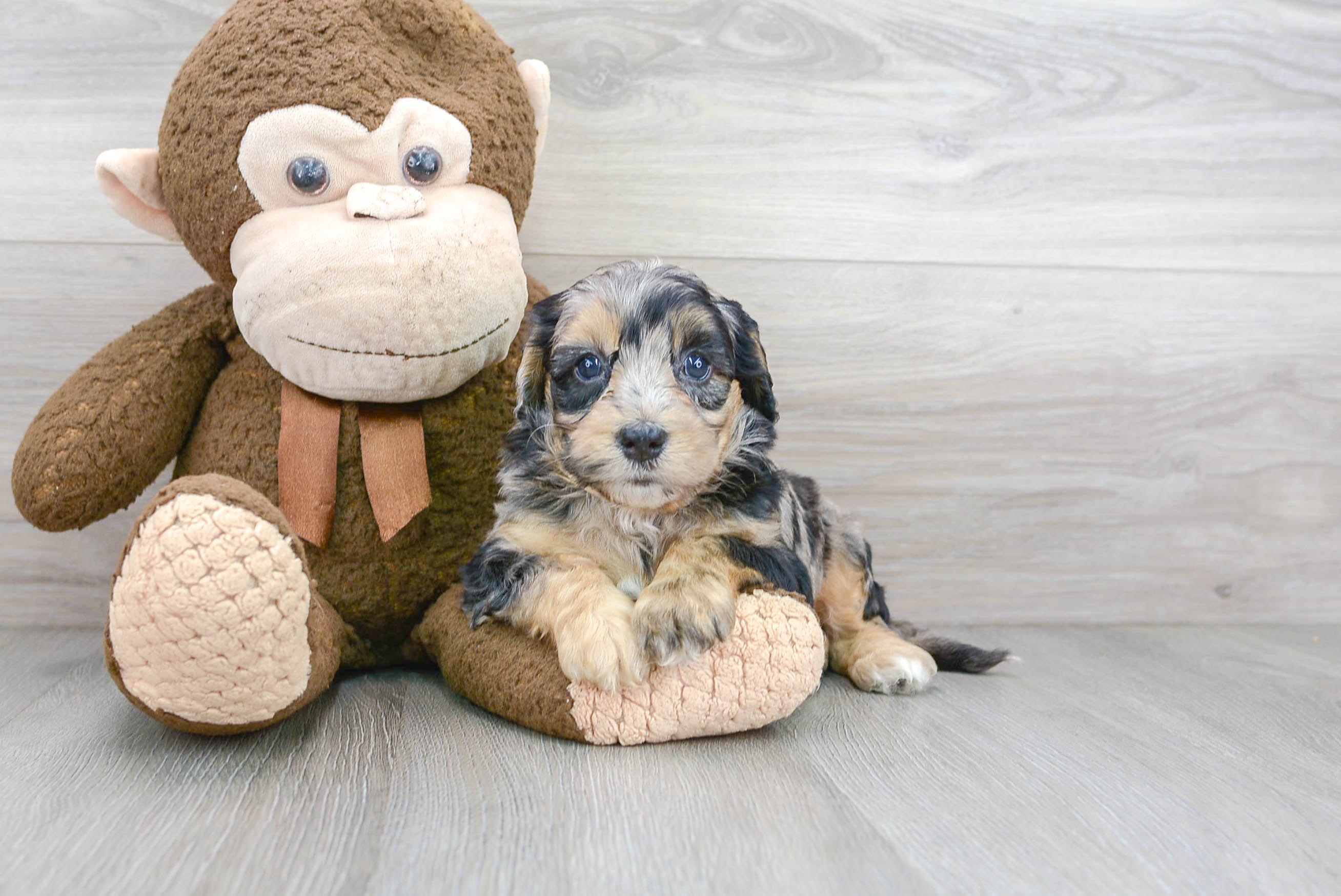 Popular Mini Sheepadoodle Poodle Mix Pup