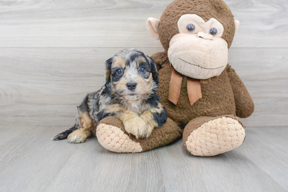 Mini Sheepadoodle Pup Being Cute
