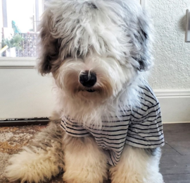 Mini Sheepadoodle Puppies For Sale - Premier Pups
