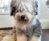 Mini Sheepadoodle Puppies For Sale Premier Pups