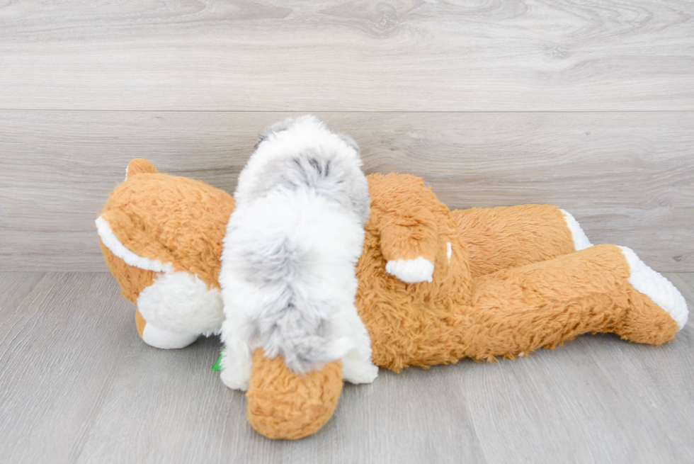 Petite Mini Sheepadoodle Poodle Mix Pup