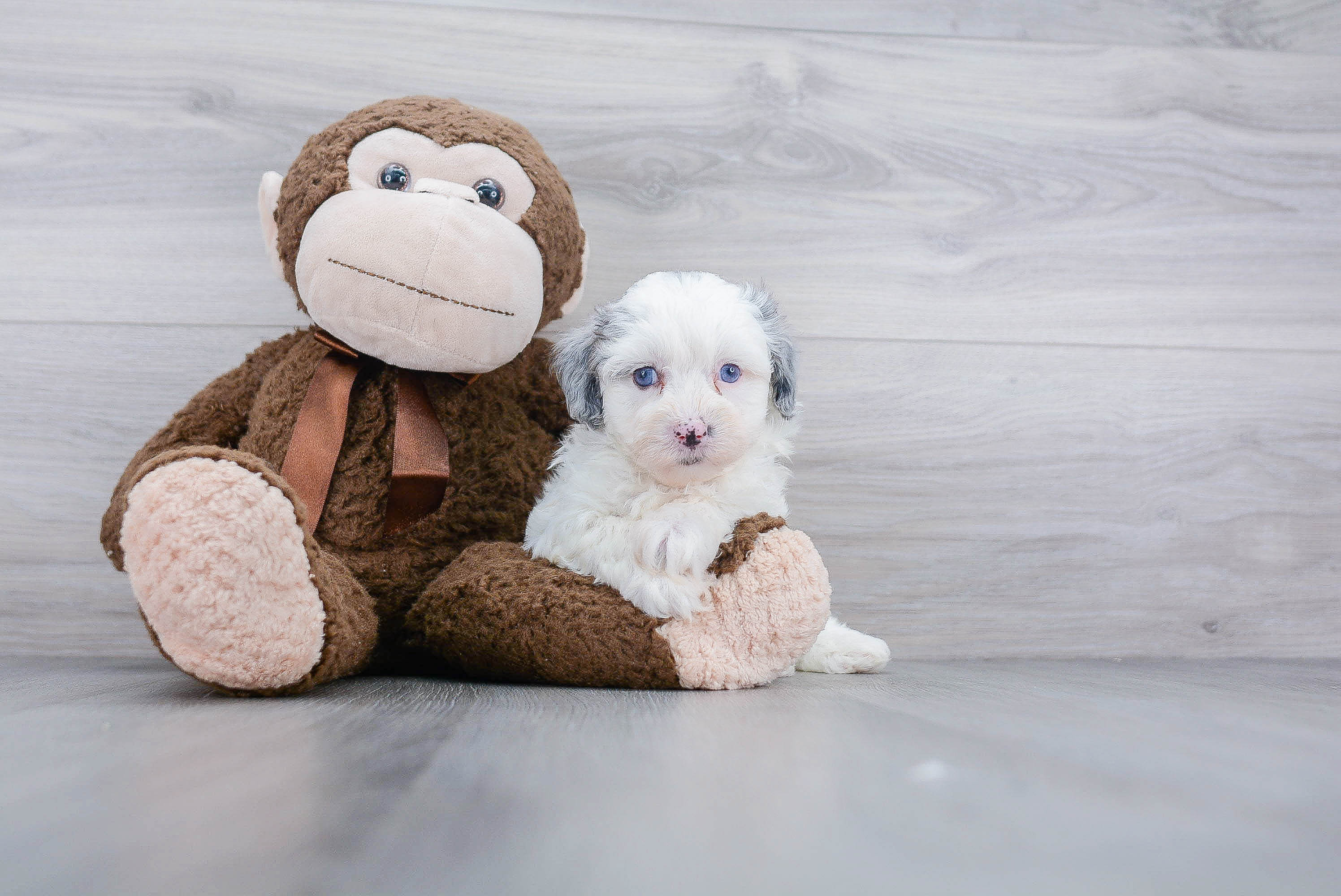 Hypoallergenic Sheep Dog Poodle Mix Puppy