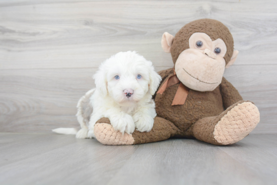 Smart Mini Sheepadoodle Poodle Mix Pup