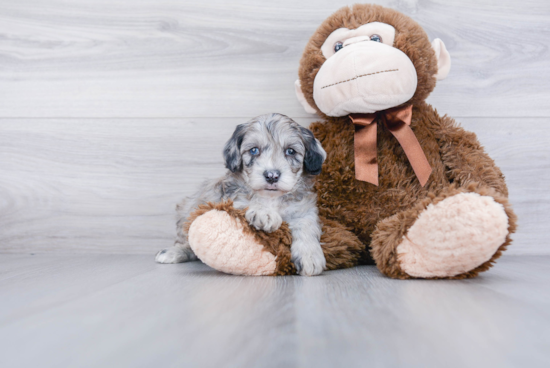 Sweet Mini Sheepadoodle Baby