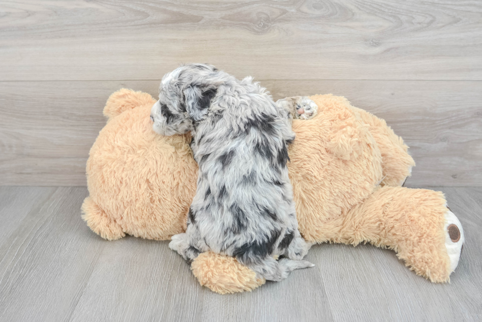 Playful Sheep Dog Poodle Mix Puppy