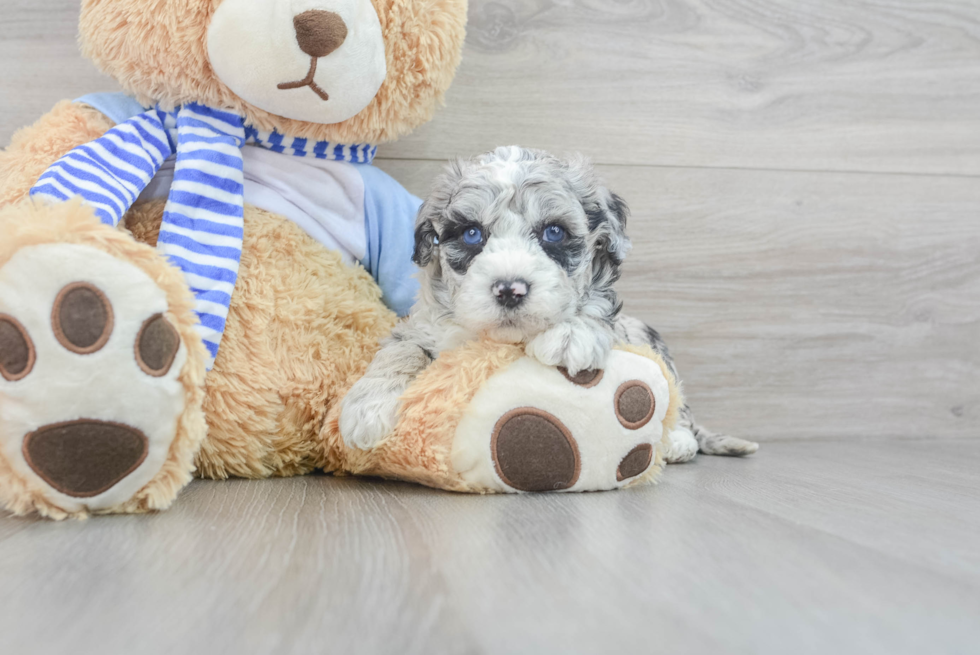 Happy Mini Sheepadoodle Baby