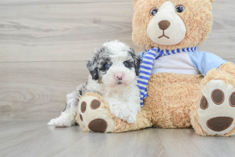 Happy Mini Sheepadoodle Baby