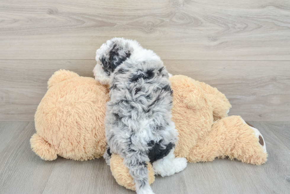 Small Mini Sheepadoodle Baby