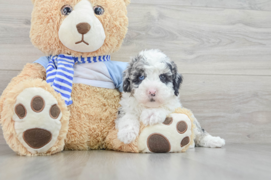 Mini Sheepadoodle Puppy for Adoption