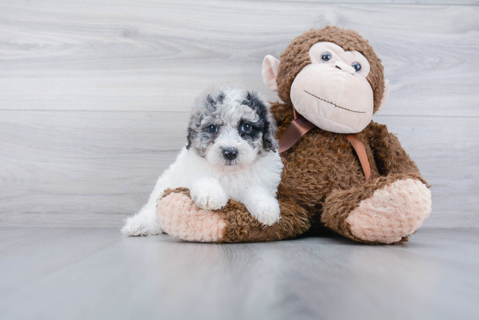 Best Mini Sheepadoodle Baby