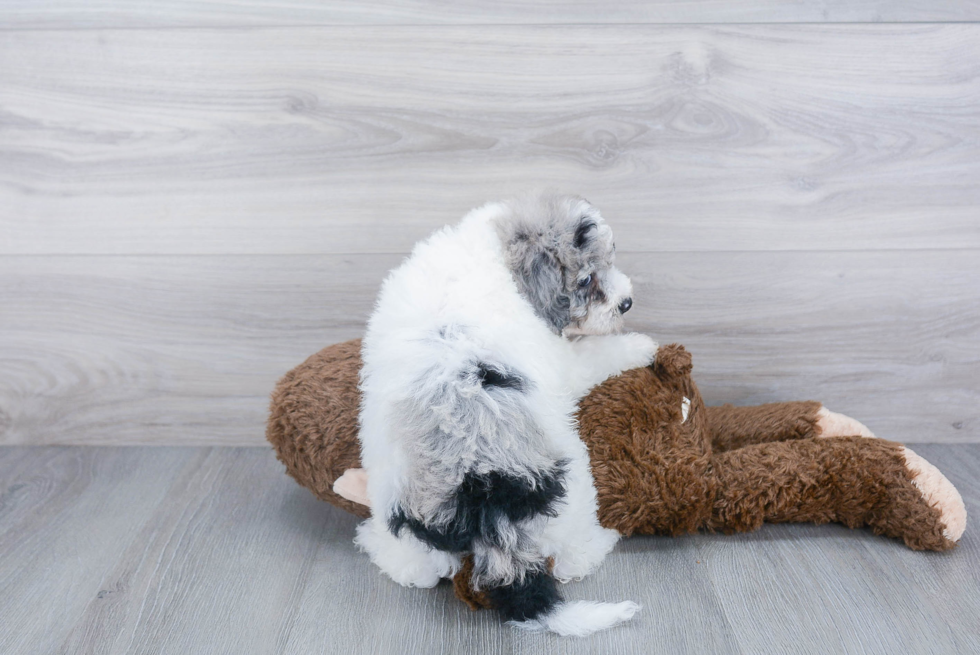 Mini Sheepadoodle Puppy for Adoption