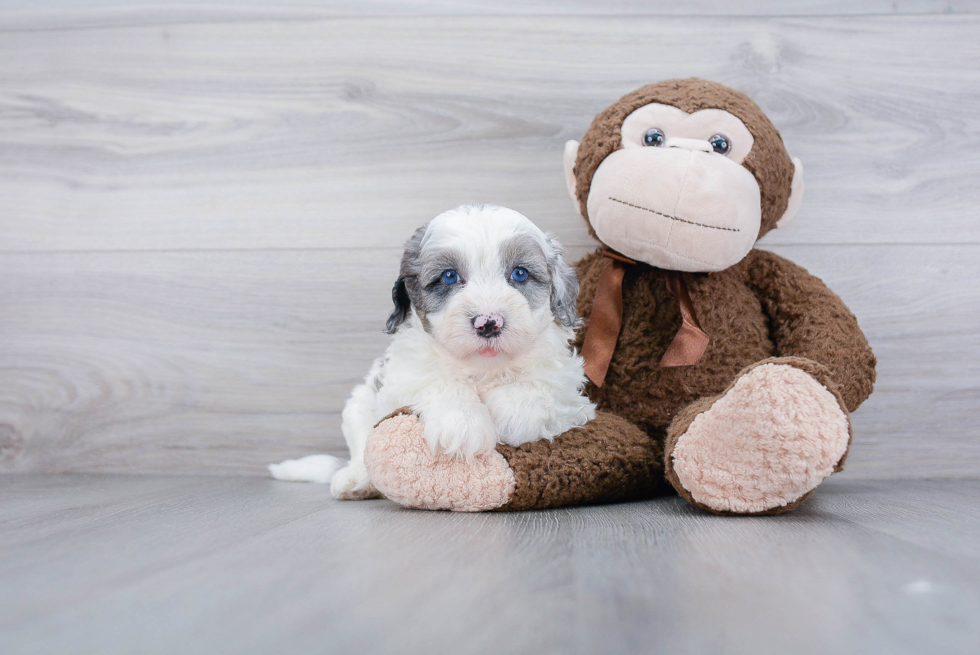 Funny Mini Sheepadoodle Poodle Mix Pup