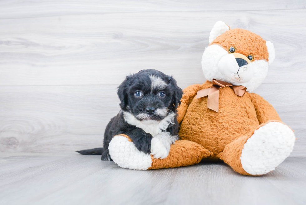 Little Sheep Dog Poodle Mix Puppy