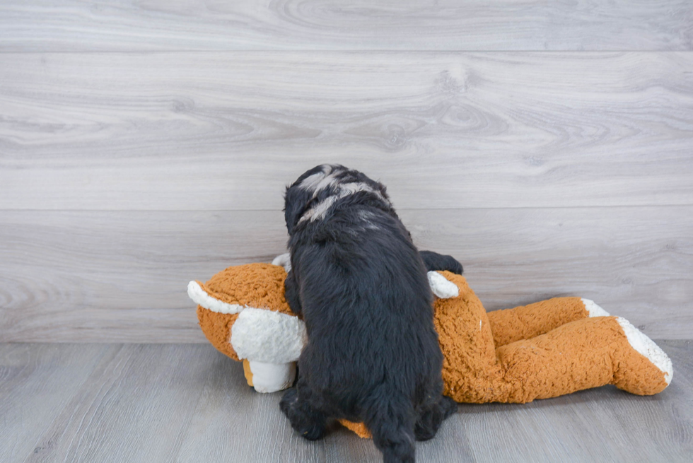 Mini Sheepadoodle Puppy for Adoption